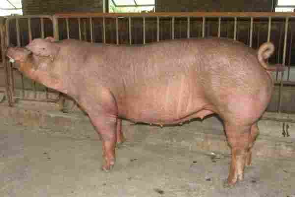一头猪一般有多少斤 一头猪大概多少钱